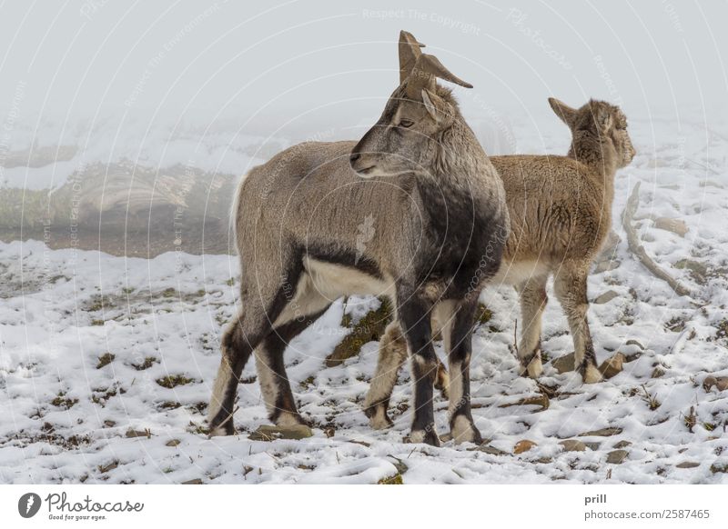 wild goats Winter Natur Tier Nebel Wald Wildtier Zusammensein kalt wildziege Ziegen Kaschmirziege schnee natürlich Lebensraum Frost Baumstamm Lebewesen gefroren