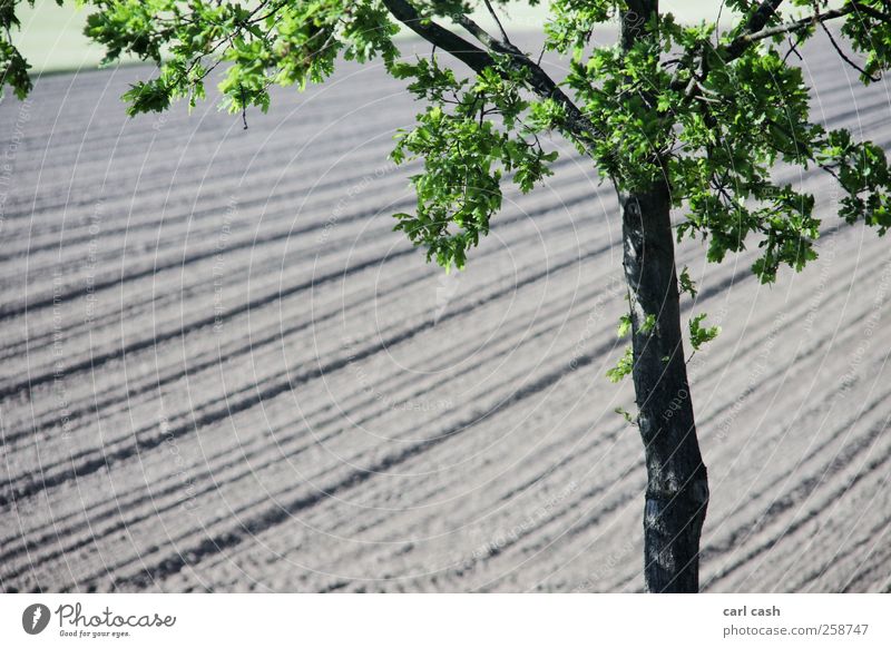 Feld Landschaft Pflanze Erde Frühling Sommer Schönes Wetter Baum ästhetisch einfach Freundlichkeit braun grün schwarz Unschärfe gepflügt Farbfoto mehrfarbig