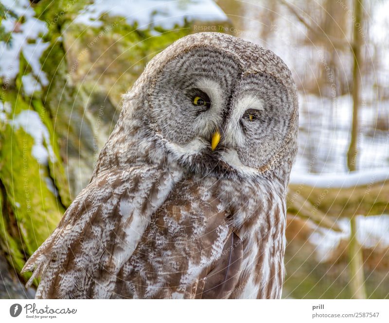 Great grey owl Erholung Winter Kopf Tier Vogel Tiergesicht 1 kalt braun Bartkauz Eulenvögel phantom des nordens große graueule lapplandeule ruhen gesprenkelt
