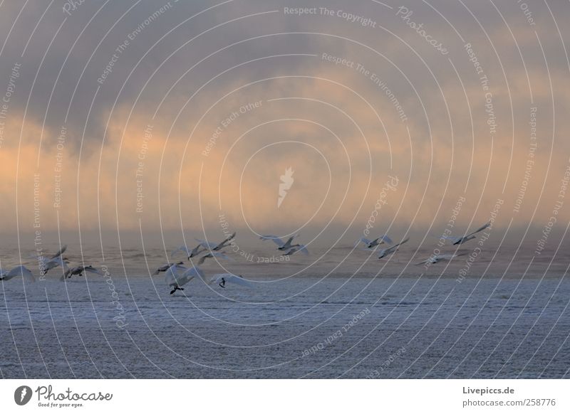 Warum fliegen wir nicht einfach nach Süden? Natur Wasser Wolken Sonnenaufgang Sonnenuntergang Winter Wetter Nebel Küste Seeufer Tier Vogel Tiergruppe Vögel