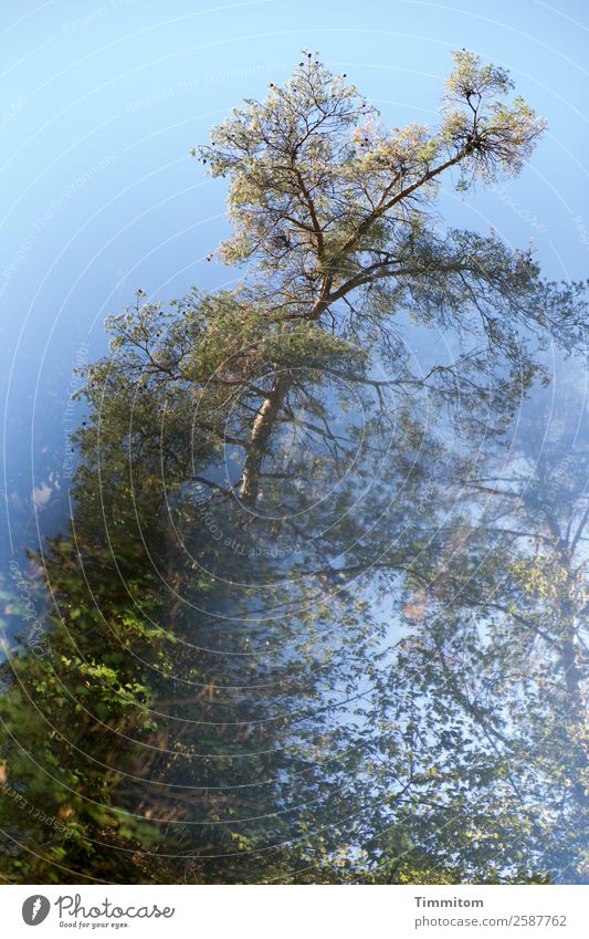 Herbst (2) Umwelt Natur Pflanze Himmel Schönes Wetter Baum Wald natürlich blau grün Gefühle Farbfoto Außenaufnahme Menschenleer Tag Reflexion & Spiegelung