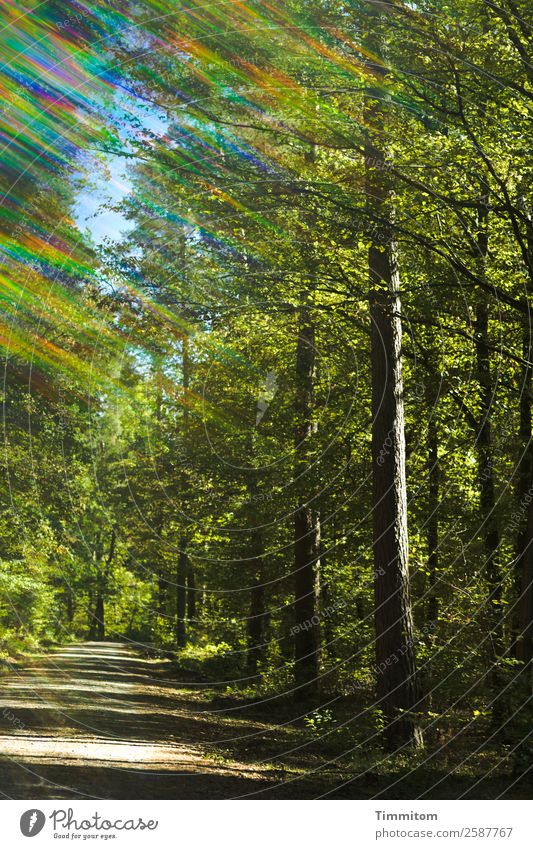 Der heitere Weg Umwelt Natur Pflanze Sonnenlicht Schönes Wetter Baum Wald Wege & Pfade natürlich grün Gefühle Lebensfreude Lichterscheinung Schatten