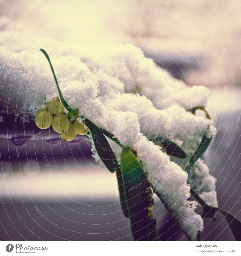Kalte Umarmung Natur Pflanze Winter Schönes Wetter Schnee Blatt Grünpflanze Mistelgewächse Mistelzweig nah grün violett weiß kalt Vergänglichkeit Wachstum