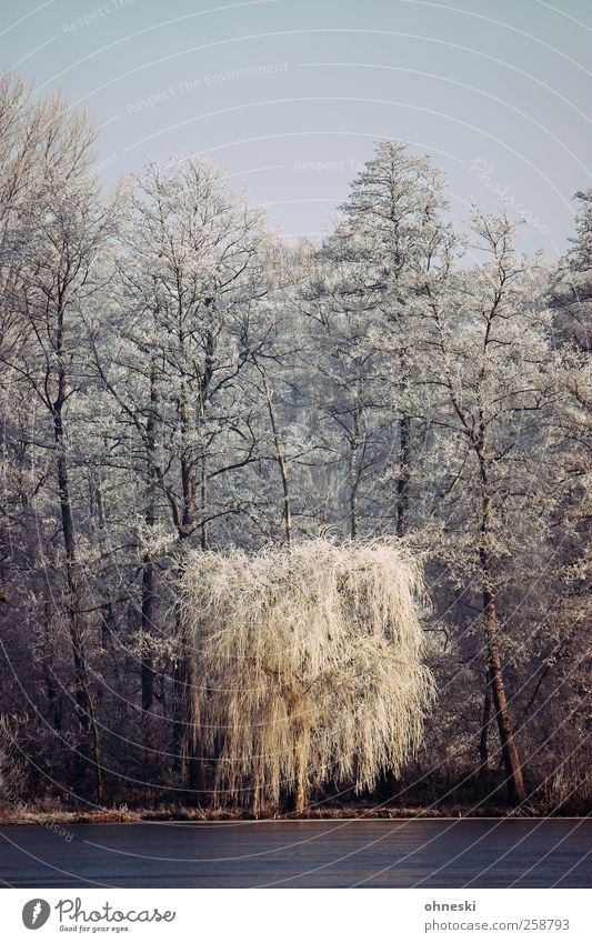 Wintermorgen Landschaft Eis Frost Baum Trauerweide Wald Seeufer Raureif kalt weiß friedlich trösten Einsamkeit Ewigkeit Idylle Farbfoto Außenaufnahme