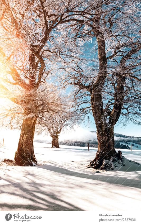 Winter im Schwarzwald Ferien & Urlaub & Reisen Tourismus Schnee Winterurlaub Berge u. Gebirge Natur Landschaft Wolkenloser Himmel Sonne Klima Schönes Wetter Eis