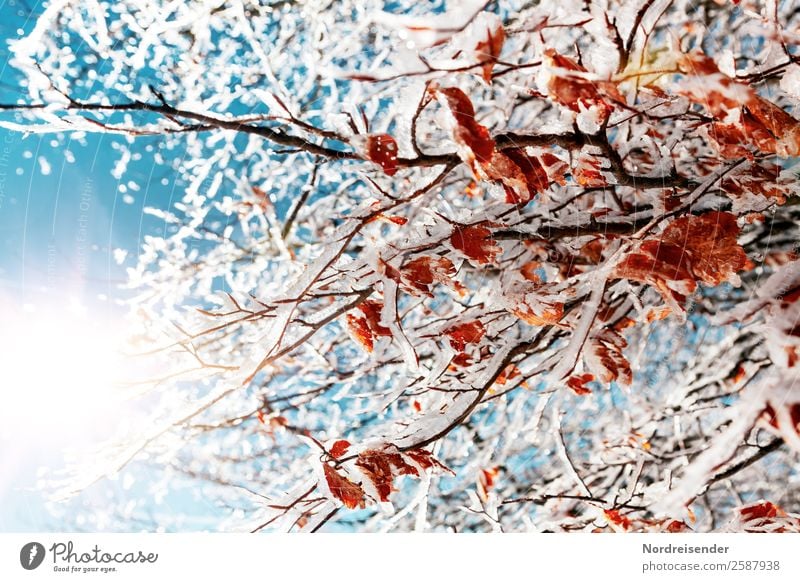 Verwandlung | Ein Herbst, der zum Winter wurde Sinnesorgane Ausflug Schnee Winterurlaub Natur Landschaft Urelemente Sonne Klima Schönes Wetter Eis Frost Baum