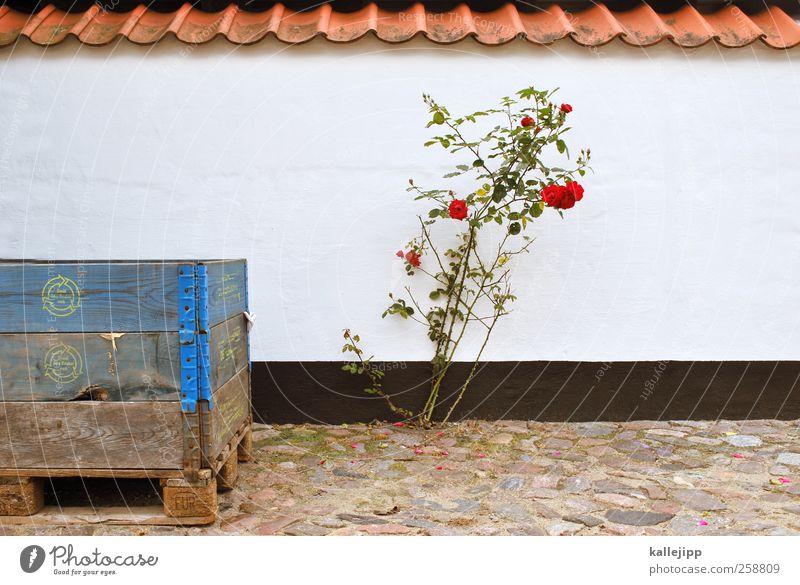 überlebenskünstlerin Lifestyle Umwelt Natur Pflanze Rose Blüte Wildpflanze Blühend Wachstum Mauer Dänemark Kiste Fischereiwirtschaft Farbfoto Außenaufnahme