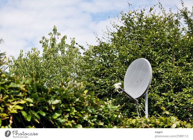 Satellitenschüssel Satellitenantenne Technik & Technologie Telekommunikation Informationstechnologie Sträucher Hecke Unendlichkeit gruselig nerdig grau grün