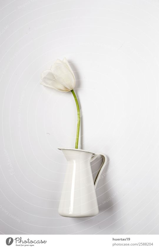 Blumiger Hintergrund mit roten weißen Tulpen elegant Stil Design Valentinstag Natur Pflanze Blume Blatt Blumenstrauß natürlich oben Originalität Farbe Glaskrug