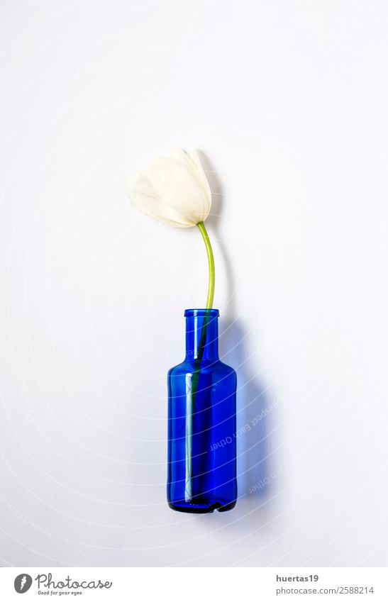 Blumiger Hintergrund mit weißen Tulpen Flasche elegant Stil Design exotisch Valentinstag Natur Pflanze Blume Blatt Blumenstrauß natürlich oben grün Liebe Farbe