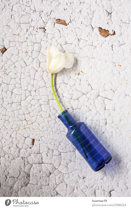 Blumiger Hintergrund mit roten und weißen Tulpen elegant Stil Design Valentinstag Natur Pflanze Blume Blatt Blumenstrauß natürlich oben blau Farbe Dekor hübsch