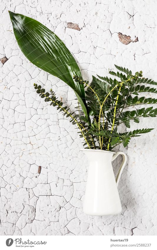 Tropisches Palmblatt. elegant Stil Design Garten Dekoration & Verzierung Pflanze Blume natürlich oben Originalität grün weiß Farbe Hintergrund Schot tropisch