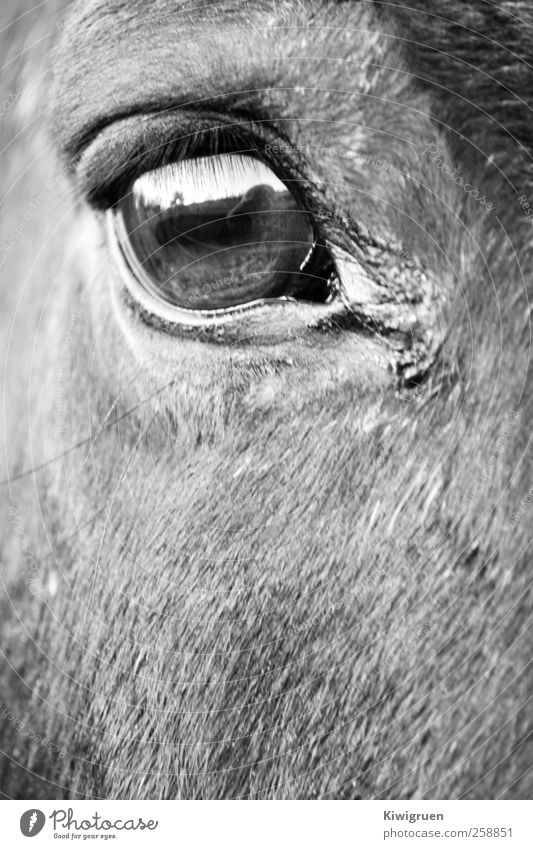 Behind pretty eyes Reiten Wiese Pferd Tiergesicht Streichelzoo ästhetisch Schwarzweißfoto Makroaufnahme Tag Blick in die Kamera