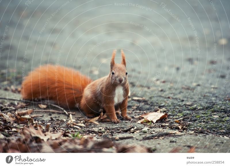 Für secret* Umwelt Natur Tier Erde Herbst Fell Wildtier 1 sitzen warten klein Neugier niedlich grau rot Interesse Eichhörnchen Nagetiere Schwanz Boden tierisch