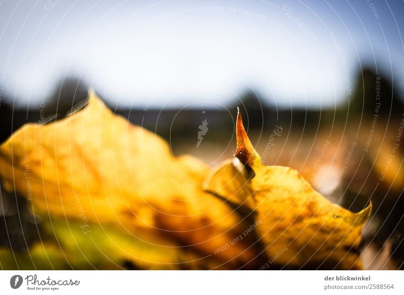 Herbstlaub IX Natur Blatt Feld Wald Gefühle Stimmung Zufriedenheit Optimismus Kraft gelb Farbfoto mehrfarbig Außenaufnahme Detailaufnahme Dämmerung Sonnenlicht