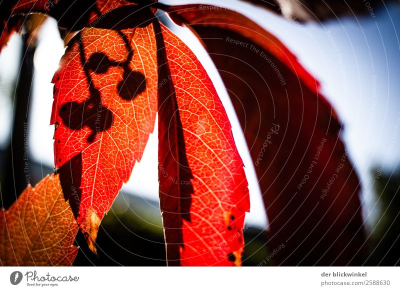 Hebstlicht 3 Natur Herbst Blatt braun rot Gefühle Stimmung Herbstlaub herbstlich Farbfoto Außenaufnahme Menschenleer Textfreiraum rechts Tag Sonnenlicht