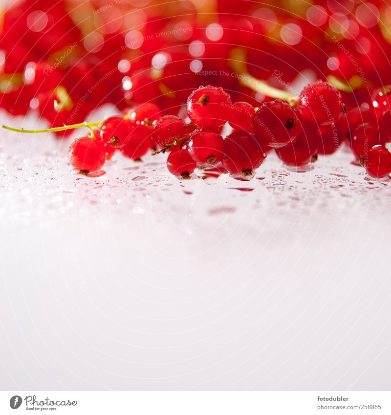 Beerenzeit Frucht Bioprodukte Slowfood genießen Gesundheit lecker rot ästhetisch einzigartig Farbfoto Studioaufnahme Textfreiraum unten Schwache Tiefenschärfe