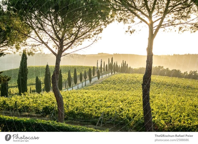 Tuscany-Dream Landschaft gelb gold grün Toskana Italien Baum Anwesen Wein Allee Zypresse Straße Wege & Pfade Sonnenuntergang Gegenlicht Stimmung Romantik