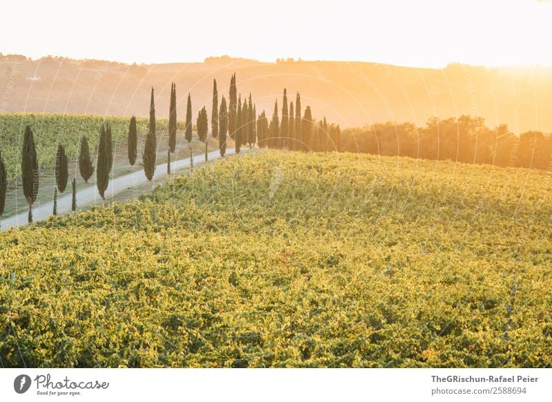 Toskana Landschaft gelb gold grün Italien Zypresse Allee Straße Wein Romantik Sonnenuntergang Hügel Gegenlicht Baum Reisefotografie genießen Aussicht ruhig