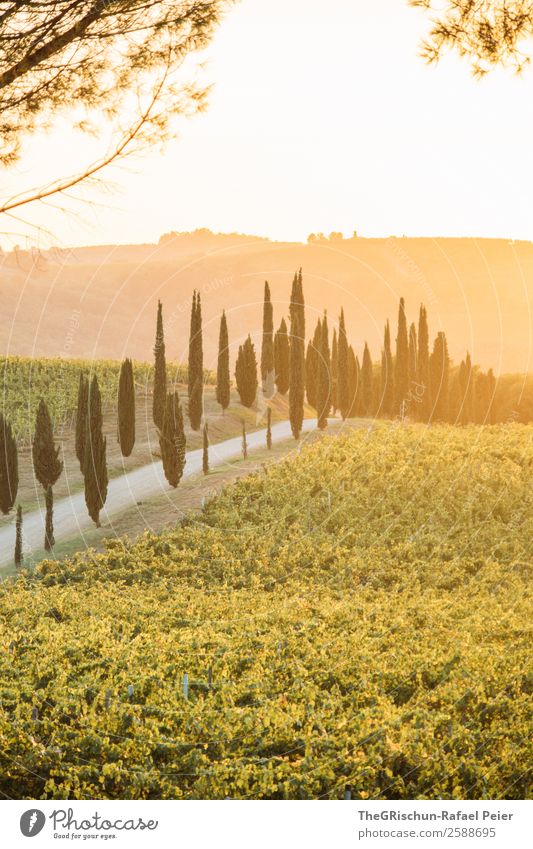 Allee Landschaft gelb gold grün Baum Zypresse Straße Wege & Pfade Wein Ast Gegenlicht Sonnenuntergang Italien Toskana genießen Aussicht Farbfoto Menschenleer