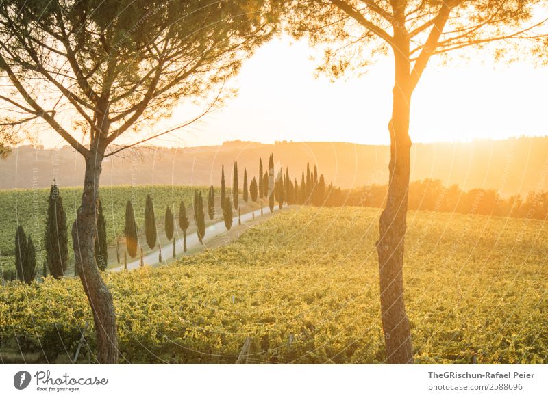 Sonnenuntergangromantik Landschaft gelb gold grün orange Toskana Italien Baum Zypresse Wege & Pfade Straße Wein Aussicht Farbfoto Außenaufnahme Menschenleer