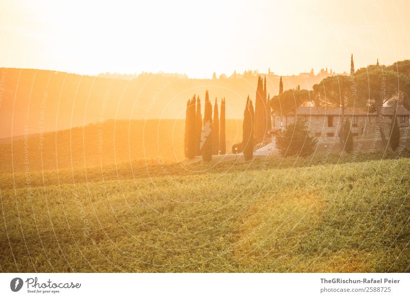 Gegenlicht Landschaft gelb gold grün orange weiß Wein Hügel niedlich Zypresse Stimmung Sonnenuntergang Herbst Wärme Romantik Toskana Italien Farbfoto