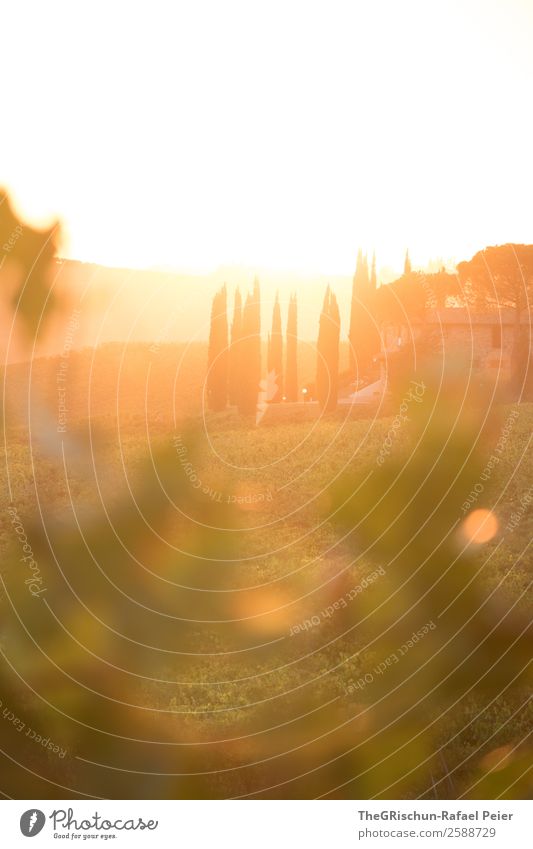 Tuscany-Sunset Natur Landschaft ästhetisch Toskana Wein Italien Reisefotografie Ferien & Urlaub & Reisen Erholung Sonnenuntergang Gegenlicht Weintrauben