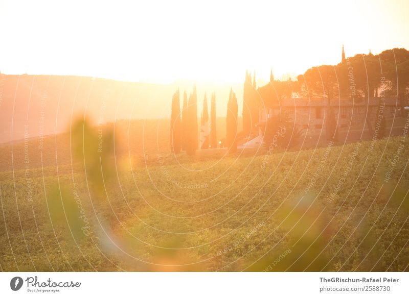 Sunset Natur gelb gold Sonnenuntergang Italien Toskana Reisefotografie Ferien & Urlaub & Reisen Erholung Stimmung Gegenlicht Wärme Gefühle Romantik Herbst