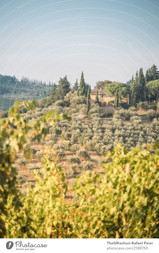 Weingut Natur Landschaft gelb grün Oliven Zypresse Italien Reisefotografie Erholung unterwegs Hügel Landschaftsformen Baum ästhetisch Farbfoto Außenaufnahme
