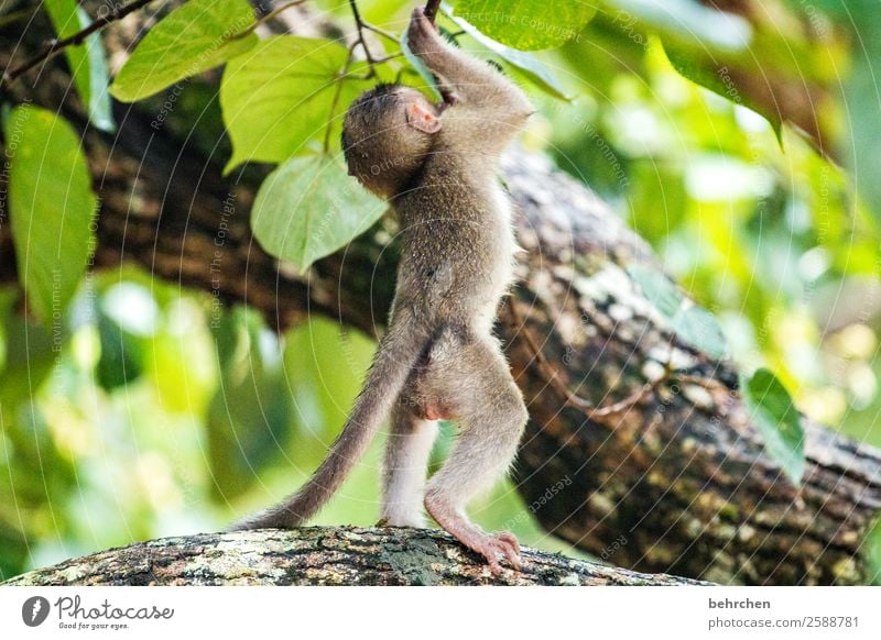 nicht hängen lassen | kleines makakenbaby besonders Blatt Baum beeindruckend Natur nachdenklich Nahaufnahme Unschärfe Tierporträt Bako Nationalpark Wildnis