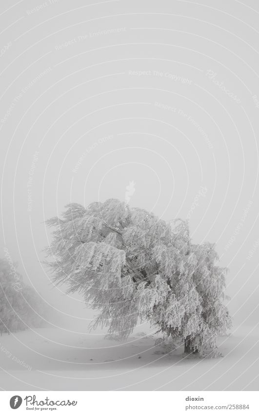Baumloben | Winterbuchen Pt.2 Ferien & Urlaub & Reisen Tourismus Abenteuer Schnee Winterurlaub Umwelt Natur Landschaft Pflanze Himmel Wetter schlechtes Wetter