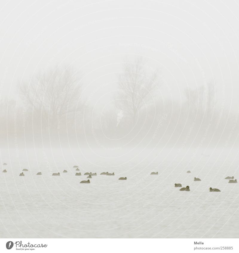 Auf See Umwelt Natur Landschaft Pflanze Wasser Himmel Nebel Baum Teich Vogel Ente Blässhuhn Tiergruppe Schwimmen & Baden Zusammensein hell klein natürlich grau