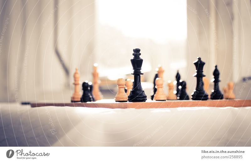 der könig unter den spielen Erholung Freizeit & Hobby Spielen Brettspiel Schach Tisch Schönes Wetter Zufriedenheit Freundschaft Zusammensein Weisheit klug Zeit