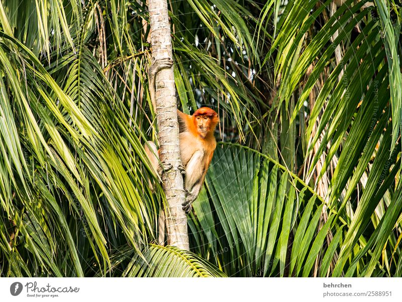 den überblick behalten Ferien & Urlaub & Reisen Tourismus Ausflug Abenteuer Ferne Freiheit Pflanze Baum Blatt exotisch Palme Baumstamm Urwald Wildtier