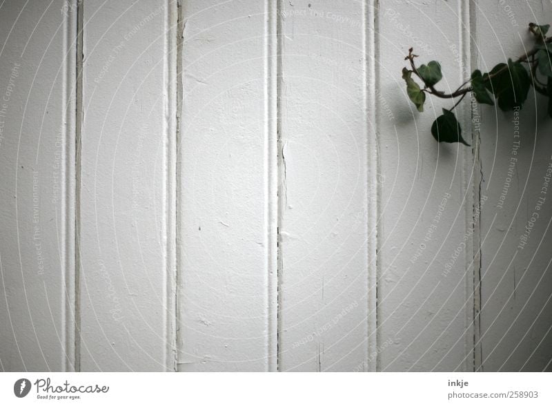 Efeu vs. leere Fassade Pflanze Garten Menschenleer Mauer Wand Holz Linie alt dehydrieren Wachstum einfach trist wild grün weiß Gefühle Stimmung Natur Verfall