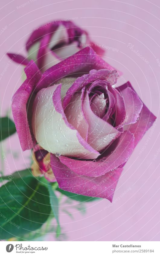 Lila Rose mit Wassertropfen schön harmonisch Sommer Garten Dekoration & Verzierung Tapete Feste & Feiern Valentinstag Muttertag Hochzeit Geburtstag Frau