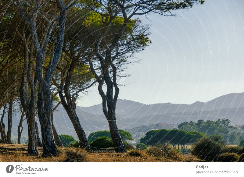 Baumgruppe vor Büschen und Bergen im Hintergrund, Sardinien Natur Landschaft Pflanze Sand Luft Wolkenloser Himmel Horizont Sommer Schönes Wetter Gras Sträucher
