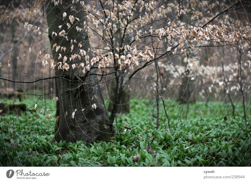 Der Geruch von Bärlauch... Frühling Baum Blatt Grünpflanze Nutzpflanze Wald dunkel Buche Waldboden grün grünen aufwachen Leben Lebenskraft Duft trist Einsamkeit