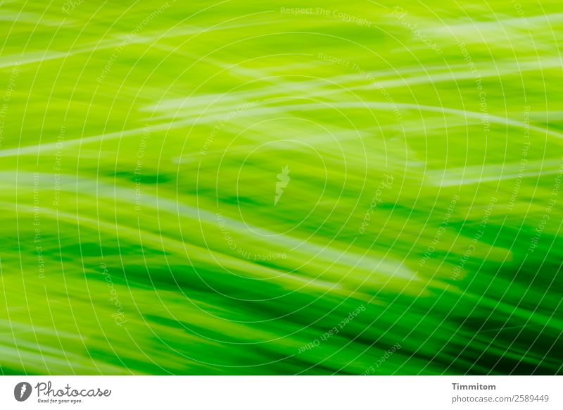 Grün, bewegt (horizontal) Umwelt Natur Pflanze Baum Garten Bewegung natürlich grün Gefühle Freude Farbfoto Außenaufnahme Menschenleer Bewegungsunschärfe