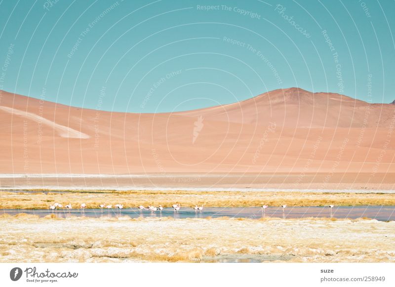 Chile Berge u. Gebirge Umwelt Natur Landschaft Urelemente Erde Himmel Sommer Klima Schönes Wetter See Flamingo hell Südamerika Pastellton Salar de Atacama