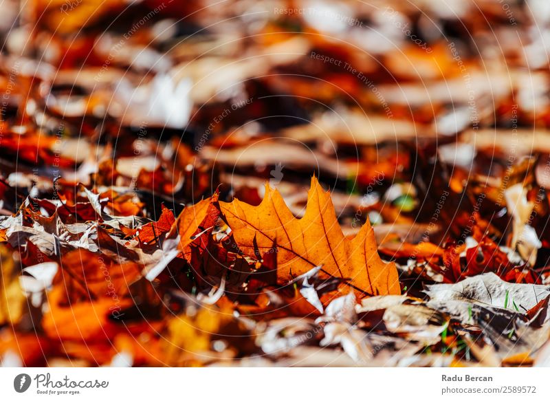 Roter Herbst hinterlässt Hintergrund in der Herbstsaison schön Garten Tapete Umwelt Natur Landschaft Pflanze Baum Blatt Park Wald hell natürlich braun gelb gold