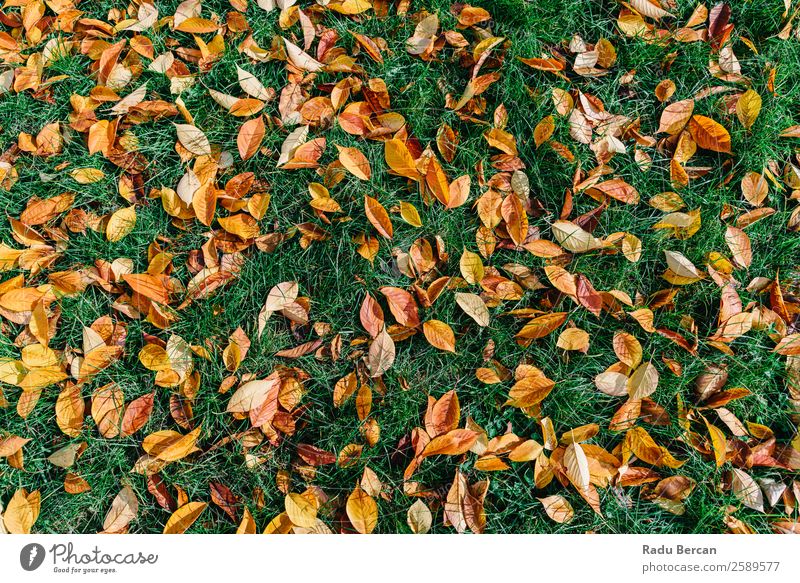 Orange und Rot Herbst Blätter in der Herbstsaison schön Garten Tapete Natur Landschaft Pflanze Baum Gras Blatt Park Wald hell natürlich braun gelb gold grün rot