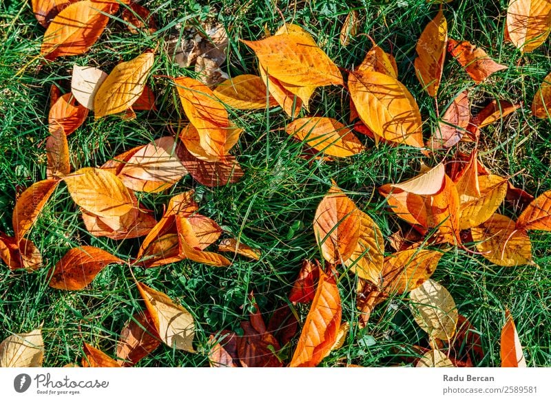 Orange und Rot Herbst Blätter in der Herbstsaison Garten Umwelt Natur Landschaft Pflanze Baum Gras Blatt Park Wald hell natürlich braun gelb gold grün rot Farbe
