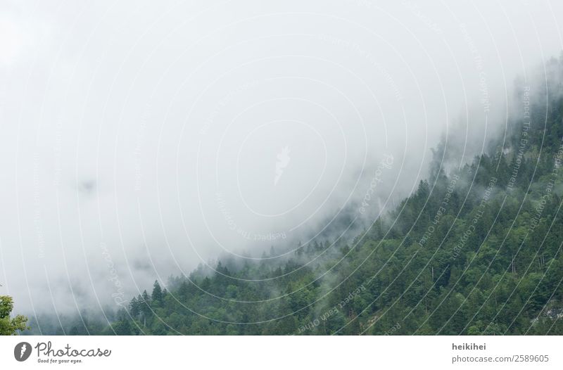 Nebelschwaden im Schwarzwald Wald Nebelschleier Nebelstimmung Nebelwald Außenaufnahme Natur Menschenleer Landschaft Baum Farbfoto dunkel Pflanze Tag Herbst