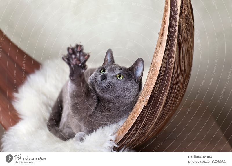 Gib! Baumrinde Tier Haustier Katze russisch blau Pfote Krallen 1 Schalen & Schüsseln Schaffell Holz beobachten Bewegung fangen liegen Blick Spielen kuschlig