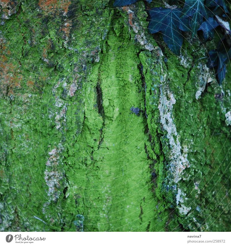 wie ich finde- ne schöne Baumrinde Natur Pflanze Moos Efeu Holz grün Farbfoto Außenaufnahme Textfreiraum Mitte Tag