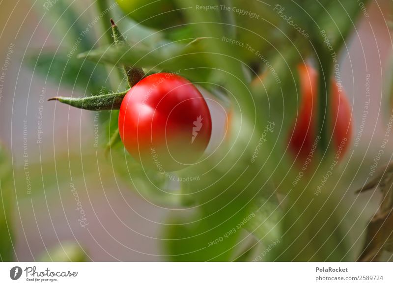#A# Oskar Goes Viral Kunst ästhetisch Tomate Tomatenplantage Bioprodukte Landwirtschaft Wachstum reif rot Gesunde Ernährung Farbfoto mehrfarbig Außenaufnahme