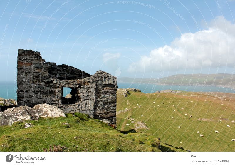 Monument Natur Landschaft Pflanze Tier Erde Luft Wasser Himmel Wolken Schönes Wetter Gras Wiese Feld Hügel Küste Bucht Meer Republik Irland Ruine Nutztier Schaf