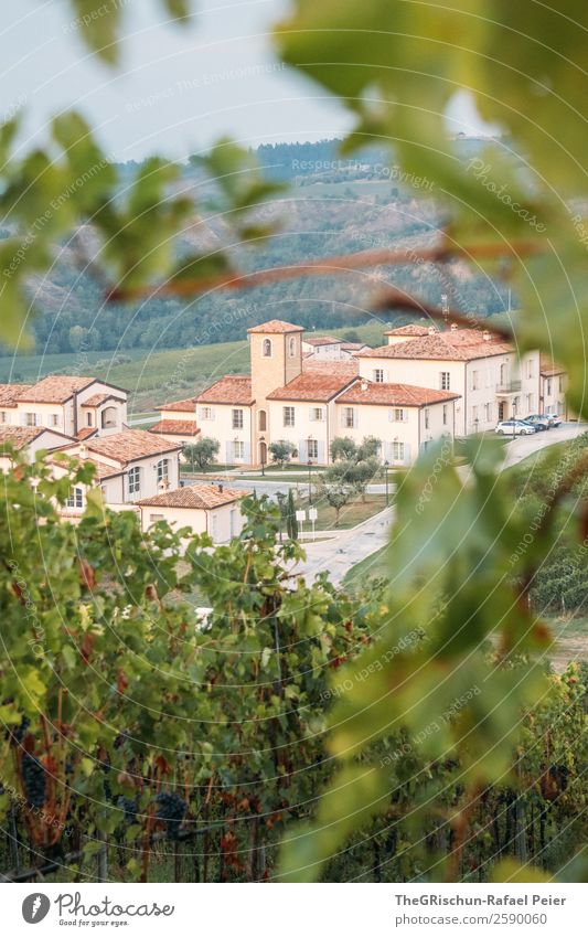 Weingut Natur Landschaft grau grün Italien Weinberg Haus Idylle Häusliches Leben Weintrauben Hügel Farbfoto Außenaufnahme Menschenleer Textfreiraum unten Tag