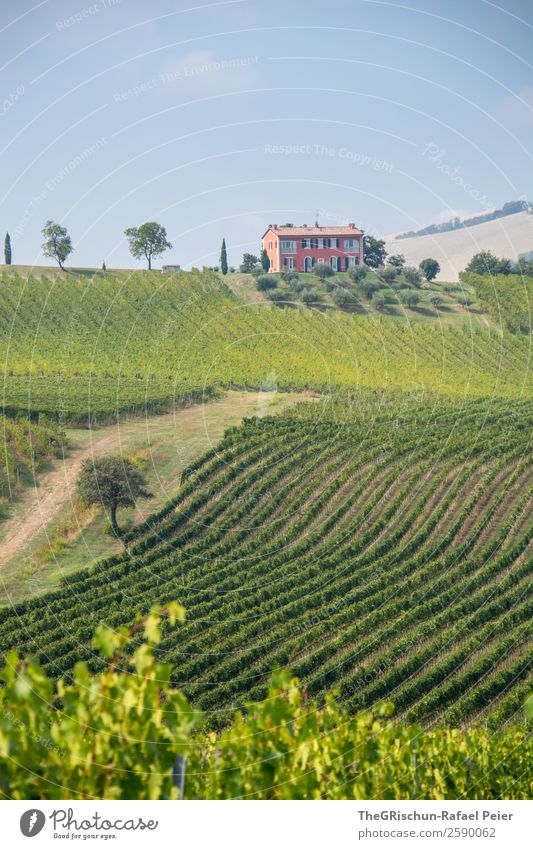 Haus Landschaft blau grün rosa Linie Wein Baum Weinberg Weintrauben Italien Himmel Hügel Farbfoto Außenaufnahme Menschenleer Textfreiraum unten Tag